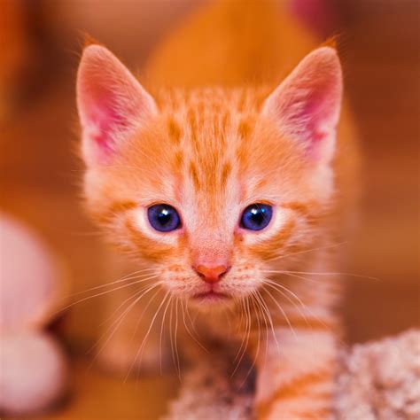 Tuyển Tập Orange Kitten Background Dễ Thương Và Sáng Tạo