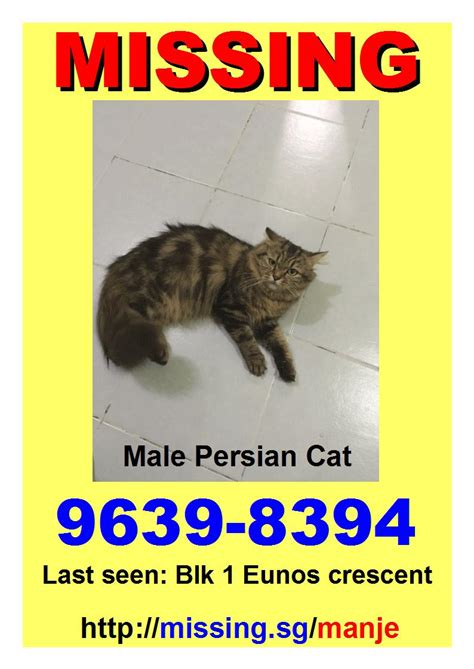 Главная страница » приложения » инструменты » lost dog cat poster generator. Have you seen THIS Missing Persian Cat Lost at Eunos?