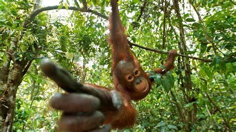 Rangkuman Flora Dan Fauna Dan Keanekaragaman Hayati Indonesia