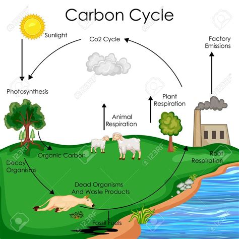 Ecology Carbon Cycle Diagram Quizlet