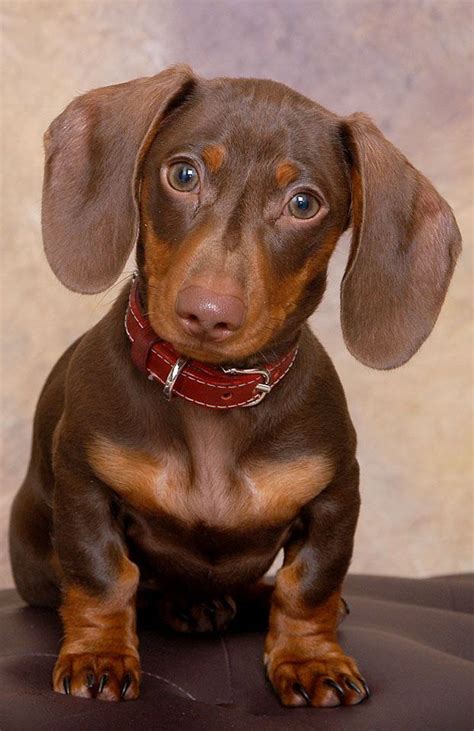 Posts pages comments sort by: Standard Dachshund Smooth-haired Breed Information ...