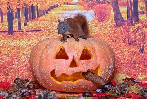 Halloween Squirrel Stock Image Image Of Curious Little 129540585