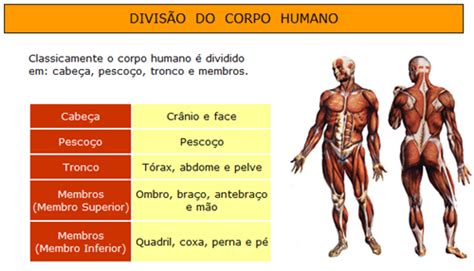 Aula De Anatomia O Melhor Atlas Online De Anatomia Em Português