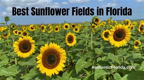 22 Best Sunflower Fields In Florida • Authentic Florida