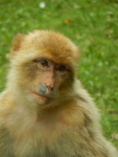 Fotos Gratis Linda Fauna Silvestre Zoo Retrato Mamífero Primate