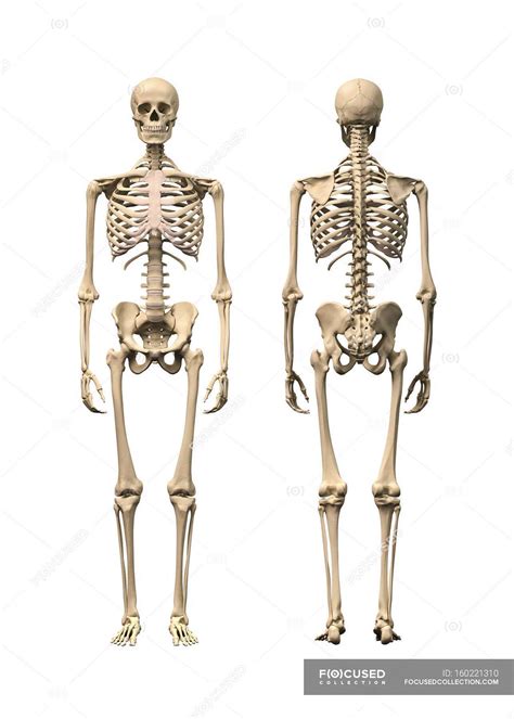 Normal Human Skeleton — Anatomy Legs Stock Photo 160221310
