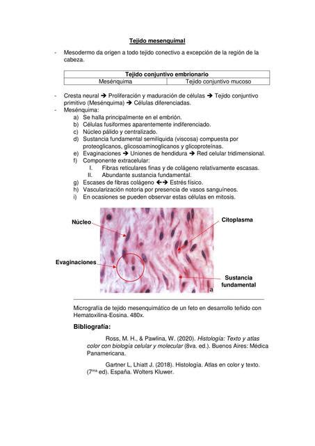 HistologÍa Del Tejido Mesenquimal Jerson Guitton Udocz