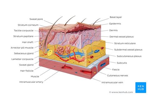 Anatomy Of Integumentary System Anatomical Charts And Posters