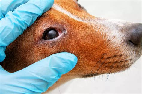 Choroby Oczu U Psa Przyczyny Objawy I Leczenie Blog O Zwierz Tach Vetamicus