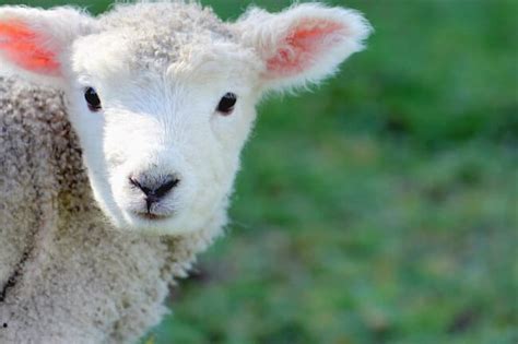 5 Reasons Lambs Are Really Just Baby Unicorns Chooseveg