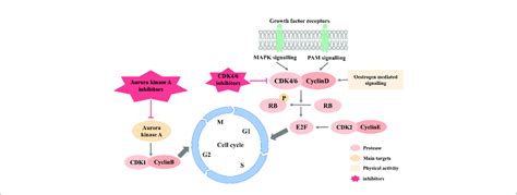 Cell Cycle Signaling Pathways And Inhibitors Download Scientific Diagram