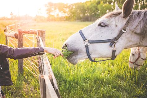 Royalty Free Photo Girl Feeding A Gorgeous White Horse With Grass