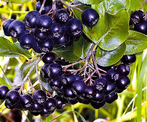 Черноплодная рябина диета Рябина Черноплодная Арония: семена и саженцы Рябина Черноплодная Арония: семена и саженцы Черноплодная рябина диета