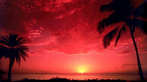 Tropical Pink Sunset