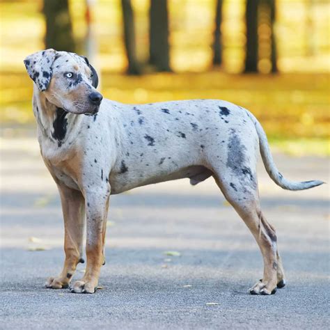 Catahoula Leopard Dog Vs Blue Heeler What Are Their Differences Az