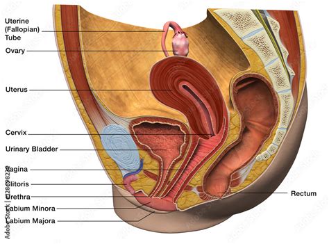 Female Reproductive System Labeled Sagittal Section Stock Illustration Adobe Stock