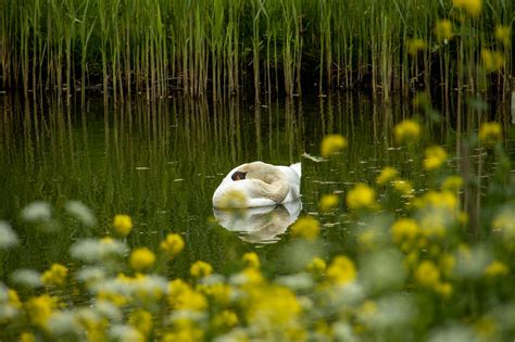 Swan Flower Nature Free Photo On Pixabay Pixabay