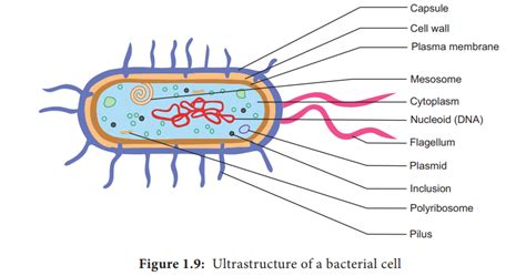 Ultrastructure Of A Bacterial Cell With Diagram