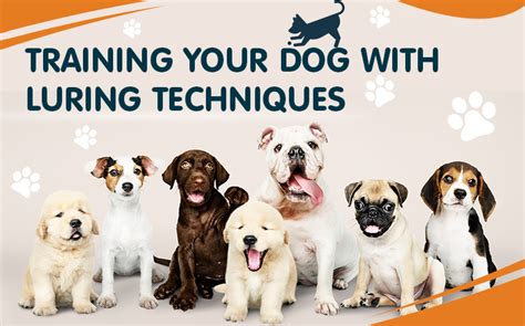 Training Your Dog With Luring Techniques Your Pet Land