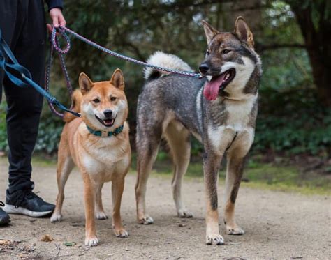 Shikoku Dog Breed Information And Pictures Livelife
