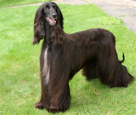 10 Dumbest Dog Breeds To Be Aware Of When Selecting Your Pooch Afghan
