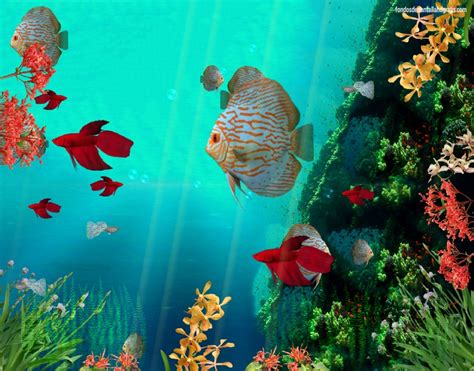 Free Live Moving Fish Wallpaper Wallpapersafari