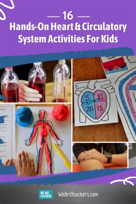 16 Hands-On Heart and Circulatory System Activities For Kids