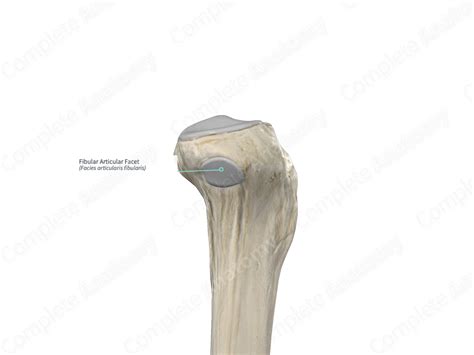 Fibular Articular Facet Complete Anatomy