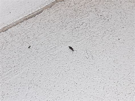 What Are These Tiny Black Bugs On My Windowsill Ask Extension