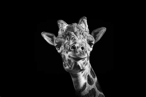 Giraffe Photograph By Malcolm Macgregor Fine Art America