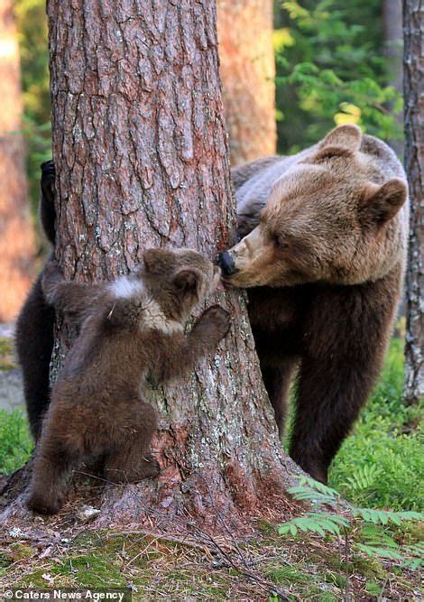 Gotcha Mother Bear Plants A Kiss On Her Adorable Cub As They Play Peek A Boo In Finland Artofit