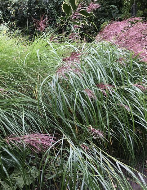 Grasses Taken A Battering — Bbc Gardeners World Magazine