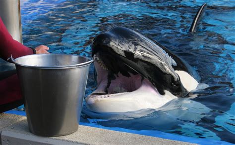 Orca-Chronologie | Orcas in Gefangenschaft | WDC Deutschland