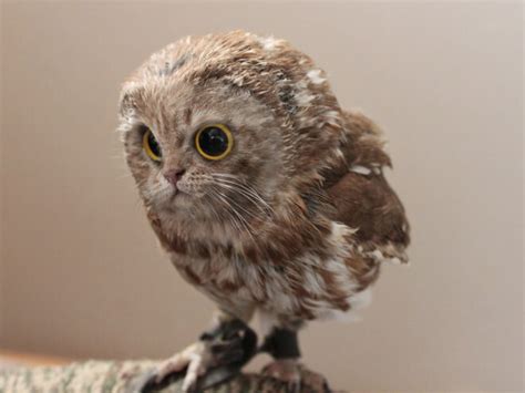 18 Meowls Which Are Cat Heads Photoshopped On Owl Bodies Because The