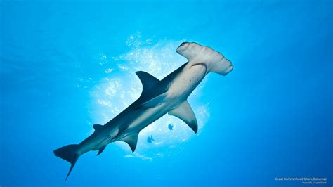 Hammerhead Sharks Wallpapers 58 Pictures