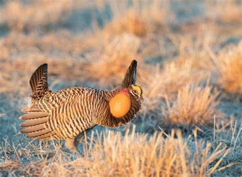 Greater Prairie Chicken This Species Is A Favorite Spring Time Muse