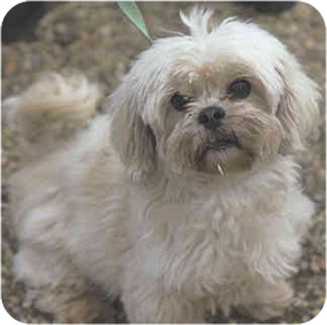 Be confident you are getting the best puppy. Christmas Cookie | Adopted Dog | PRINCETON, NJ | Maltese ...