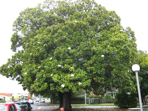 Exotic Trees The Trees And Flowers Of Whangarei