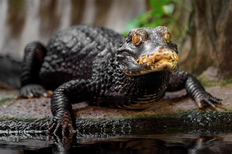 Cuviers Dwarf Caiman 9711225 Stock Photo At Vecteezy