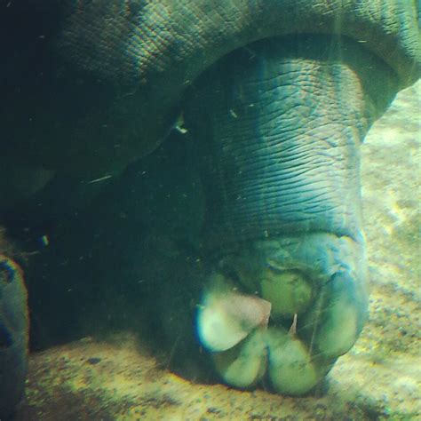 Hippo Foot Mooasaurus Flickr