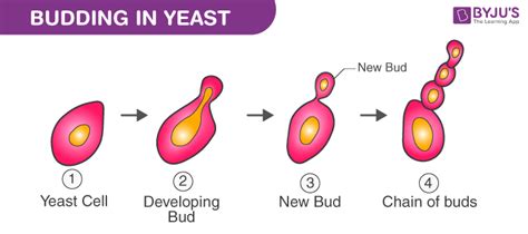 Diagram Of Budding In Yeast Photos Cantik