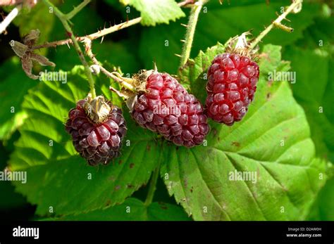 Tayberry Rubus X Loganobaccus Hybrid Cross Between Blackberry