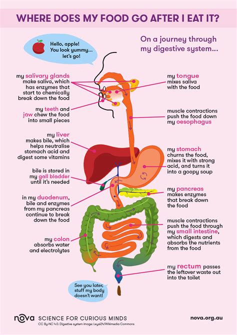 Infographic Where Does My Food Go After I Eat It Human Digestive