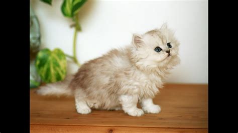 Cute nyan cat tumblr theme (hi res). cute cat pictures on tumblr - YouTube