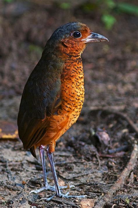 Birds Of The World Antpitta Grallariidae