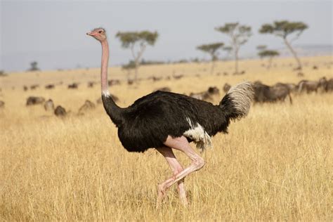 11 Compelling Ostrich Facts