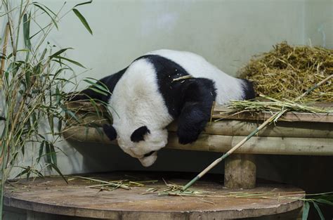 Pregnant Panda Giant Panda Tian Tian At Edinburgh Zoo It Flickr