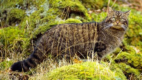 Scottish Wildcat — Wildcat Haven