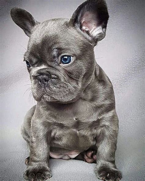 2 likes · 3 talking about this. French Bulldog Puppies Jacksonville Florida - Animal Friends