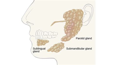 Salivary Glands Model Labeled